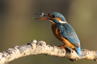 0301 Alcedo atthis (Martin pescatore)